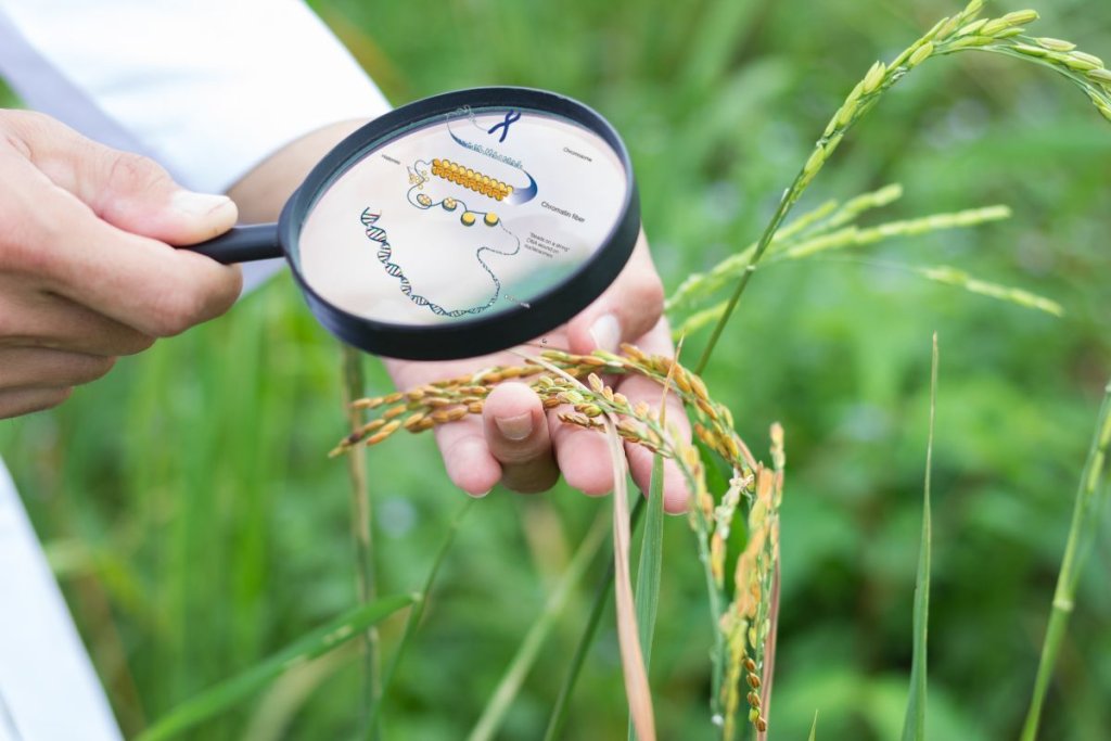 Uncovering Plant Immunity: How Chromatin Remodelling Shapes Disease Resistance in Crops